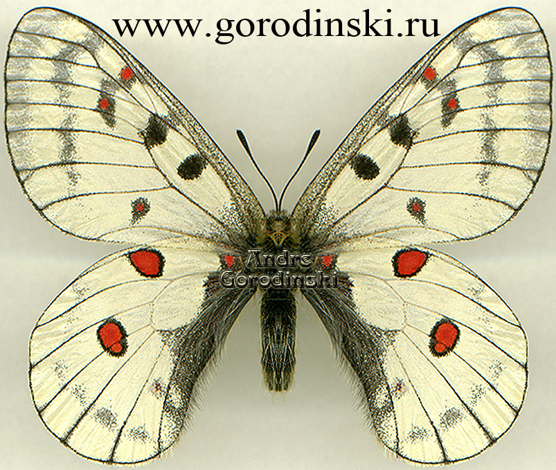 http://www.gorodinski.ru/papilionidae/Parnassius bremeri graeseri.jpg